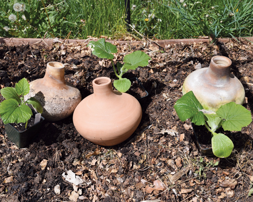 6 Bury the olla up to its neck in the soil. Plant seedlings a few inches away from the neck of the olla.