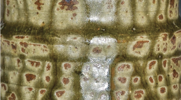 3 Detail of a teabowl glazed with Ian’s Ash and crash cooled. It is greener because the piece was fired in heavier reduction, the glaze batch used an iron-bearing ash, and the glaze was applied thicker.